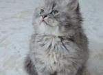 Ashy - Scottish Straight Kitten For Sale - Hallandale&comma; FL&comma; US