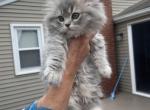 DAISY - Persian Cat For Sale - Agawam&comma; MA&comma; US