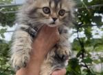 Rose - Persian Cat For Sale - Agawam&comma; MA&comma; US