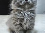 Fluffy - Scottish Fold Cat For Sale - Hallandale&comma; FL&comma; US
