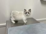 Daisy - Ragdoll Cat For Sale - Duncansville&comma; PA&comma; US