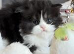 Kumo Cloud - Scottish Straight Kitten For Sale - Staten Island&comma; NY&comma; US
