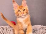 Norman - Maine Coon Cat For Sale - Grayslake&comma; IL&comma; US