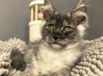 Macho - Maine Coon Cat For Sale - Grayslake&comma; IL&comma; US