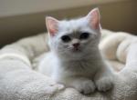 Chloe - British Shorthair Cat For Sale - Bensalem&comma; PA&comma; US