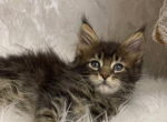 Hector - Maine Coon Cat For Sale - Brooklyn&comma; NY&comma; US