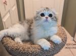 Peony - Scottish Fold Cat For Sale - DeLand&comma; FL&comma; US