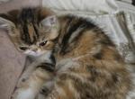 Schnapps - Exotic Cat For Sale - Warminster&comma; PA&comma; US