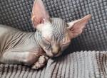 August NEUTERED - Sphynx Cat For Sale - Rockford&comma; IL&comma; US