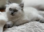 Isabella Spring Litter - Himalayan Kitten For Sale - Tampa&comma; FL&comma; US
