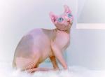 Breeder Elf Sphynx w Blue Eyes European Great Moth - Sphynx Cat For Sale/Service - Gibsonton&comma; FL&comma; US