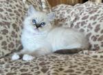 Clementine - Ragdoll Kitten For Sale - Los Angeles, CA, US