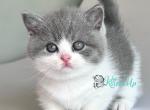 U Victor - Munchkin Cat For Sale - Pembroke Pines&comma; FL&comma; US