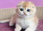 Picasso - Scottish Fold Cat For Sale - Miami&comma; FL&comma; US