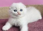 Pasha - Scottish Fold Cat For Sale - Hollywood&comma; FL&comma; US