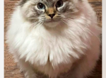 Male stud available for purchase - Ragdoll Cat For Sale - New York&comma; NY&comma; US