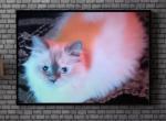 Persian Ragdolls - Persian Kitten For Sale - 