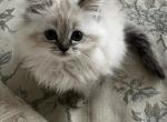 Latte - Himalayan Cat For Adoption - Annandale&comma; VA&comma; US