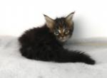 Darling Brown Tabby Female Maine Coon kiten - Maine Coon Cat For Sale - Union City&comma; MI&comma; US
