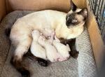 QUEENIE NEW ONES - Siamese Cat For Sale - Bryan&comma; TX&comma; US