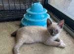 SNOWSHOE BANDIT APR 25 - Snowshoe Cat For Sale - Bryan&comma; TX&comma; US