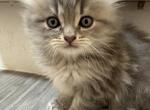 Krieg - Munchkin Cat For Sale - Mercer Island&comma; WA&comma; US