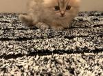 Runt - Scottish Fold Cat For Sale - Mercer Island&comma; WA&comma; US