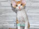X ray - Devon Rex Cat For Sale - Norwalk&comma; CT&comma; US
