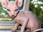 Sphinx - Sphynx Cat For Sale - Miami&comma; FL&comma; US