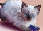 Sealpoint Himi Girl - Himalayan Cat For Sale - Walterboro&comma; SC&comma; US