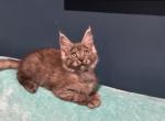 Bella - Maine Coon Cat For Sale - Crestview&comma; FL&comma; US