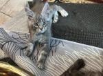 Leo - Maine Coon Cat For Sale - Crestview&comma; FL&comma; US
