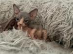 Precious - Sphynx Cat For Sale - Chicago&comma; IL&comma; US
