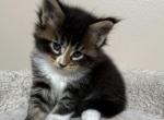 DEISEL - Maine Coon Kitten For Sale - Bethlehem&comma; PA&comma; US