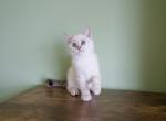 Apple - British Shorthair Cat For Sale - Staten Island&comma; NY&comma; US