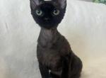 Liza - Devon Rex Cat For Sale - Brooklyn&comma; NY&comma; US