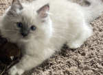 Doby - Ragdoll Kitten For Sale - Butler&comma; PA&comma; US
