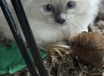 Dove - Ragdoll Kitten For Sale - Butler&comma; PA&comma; US