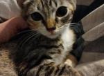 Calico Bengal Kittens available for adoption - Bengal Cat For Sale - Phoenix&comma; AZ&comma; US