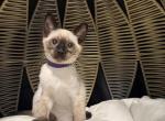 Bella - Siamese Kitten For Sale - Boston&comma; MA&comma; US