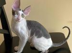 Prokhor - Cornish Rex Cat For Sale - Miami&comma; FL&comma; US