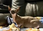 Buddy - Bambino Cat For Sale - Okeechobee&comma; FL&comma; US