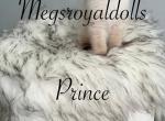 Prince - Ragdoll Cat For Sale - Hudson&comma; OH&comma; US