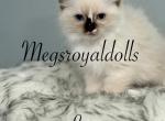 Leo - Ragdoll Cat For Sale - Hudson&comma; OH&comma; US