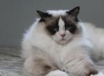 REDUCEDSrEdward - Ragdoll Cat For Sale - Hudson&comma; OH&comma; US
