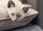 Lilac point female Siamese TICA - Siamese Cat For Sale - Battle Creek&comma; MI&comma; US