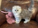 Alex - Persian Cat For Sale - MO&comma; US