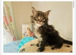 Female Brown Black Classic Tabby Polydactyl - Maine Coon Kitten For Sale - Boscawen&comma; NH&comma; US