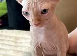 Sphynx kitten - Sphynx Cat For Sale - Miami&comma; FL&comma; US