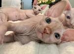 Sphynx Sphinx - Sphynx Cat For Sale - Miami&comma; FL&comma; US
